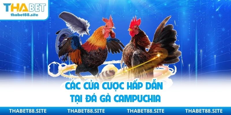 Các cửa cược hấp dẫn tại đá gà Campuchia