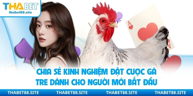Chia sẻ kinh nghiệm đặt cược gà tre dành cho người mới bắt đầu