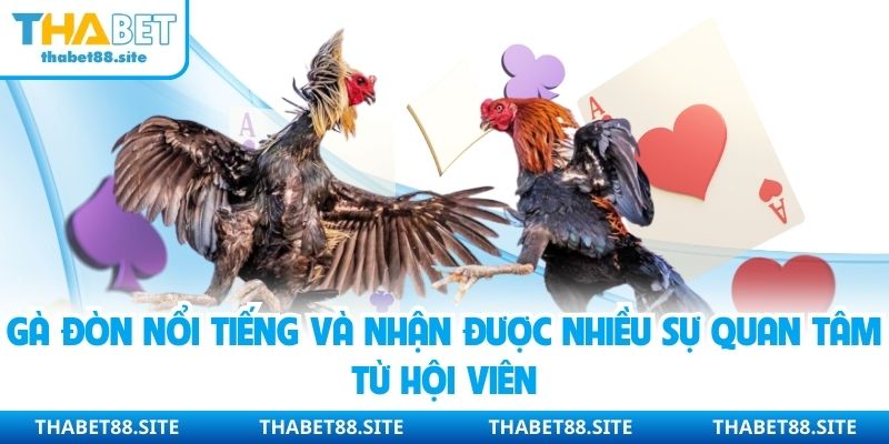 Gà đòn nổi tiếng và nhận được nhiều sự quan tâm từ hội viên