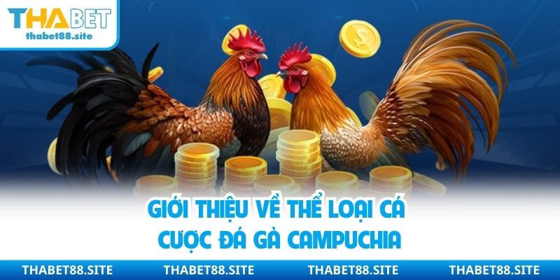 Giới thiệu về thể loại cá cược đá gà Campuchia