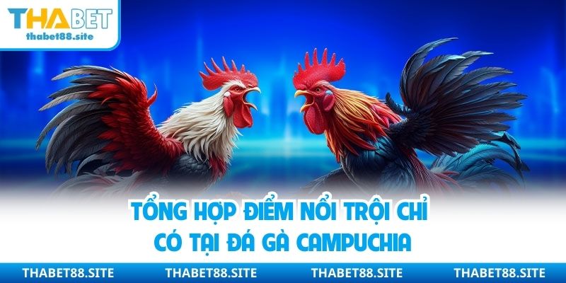 Tổng hợp điểm nổi trội chỉ có tại đá gà Campuchia